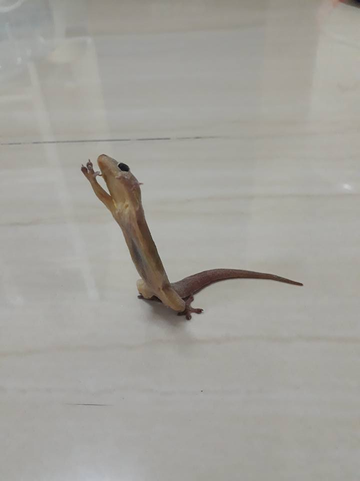 圖片來源：Premkamon-Tojamnong