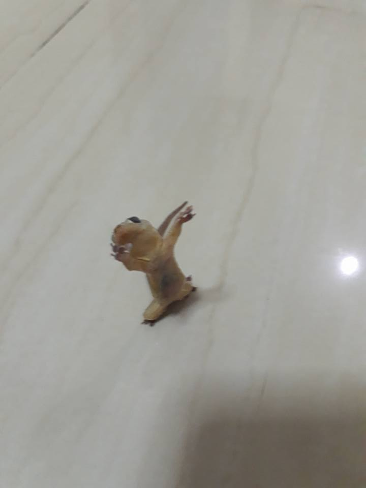 圖片來源：Premkamon-Tojamnong