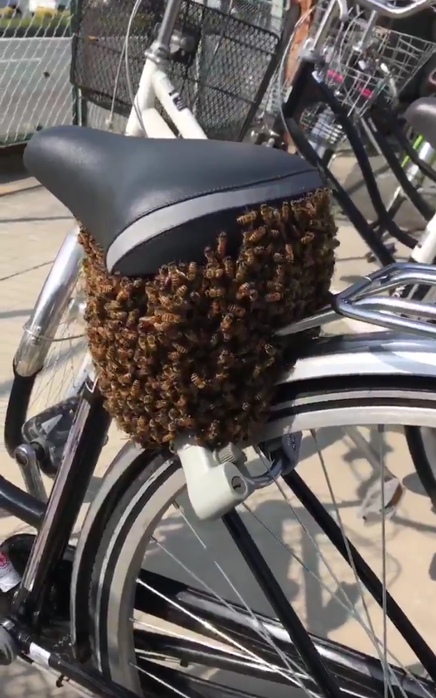 圖片來源:xi17l/twitter