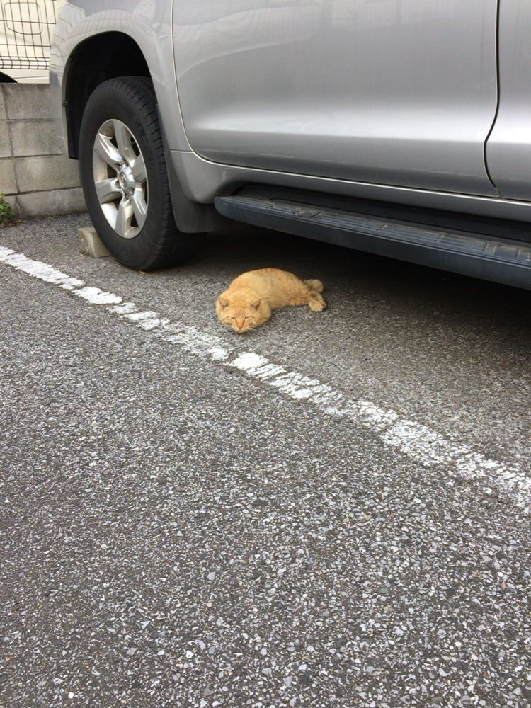 圖片來源：azukiyukari／twitter