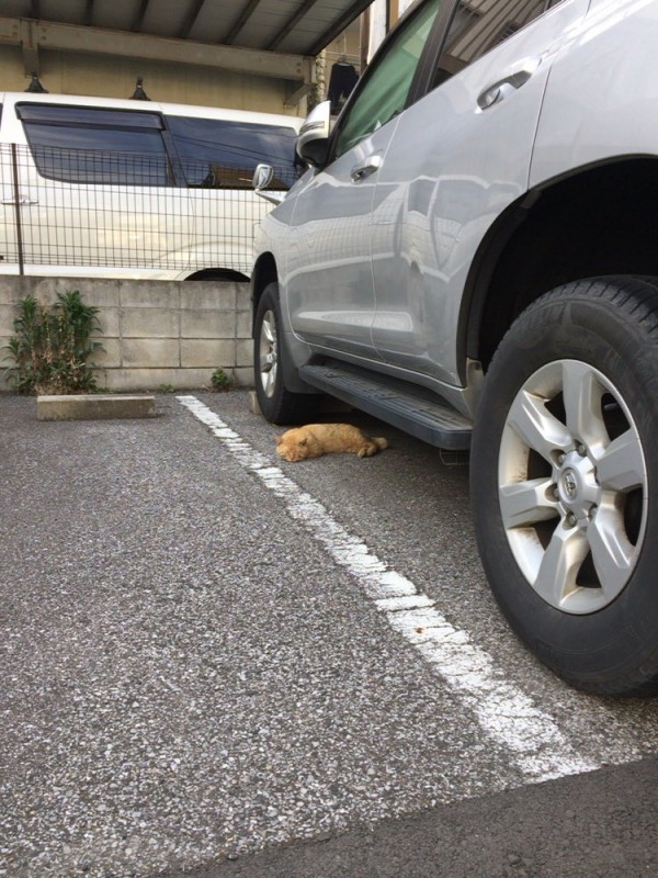 圖片來源：azukiyukari／twitter