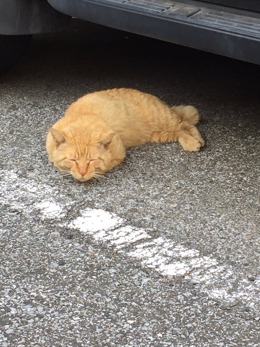 圖片來源：azukiyukari／twitter