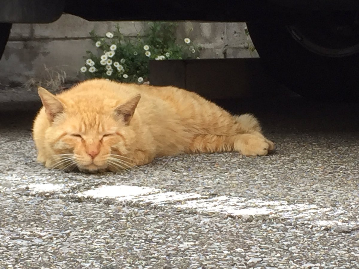 圖片來源：azukiyukari／twitter