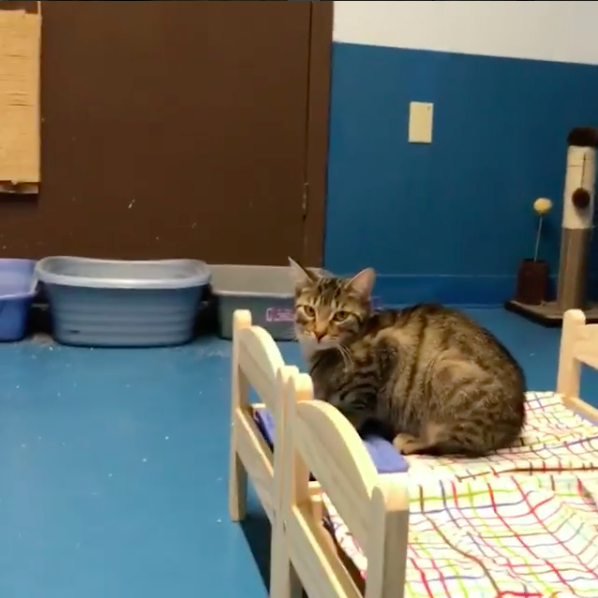 圖片來源：etobicokehumanesociety／instagram