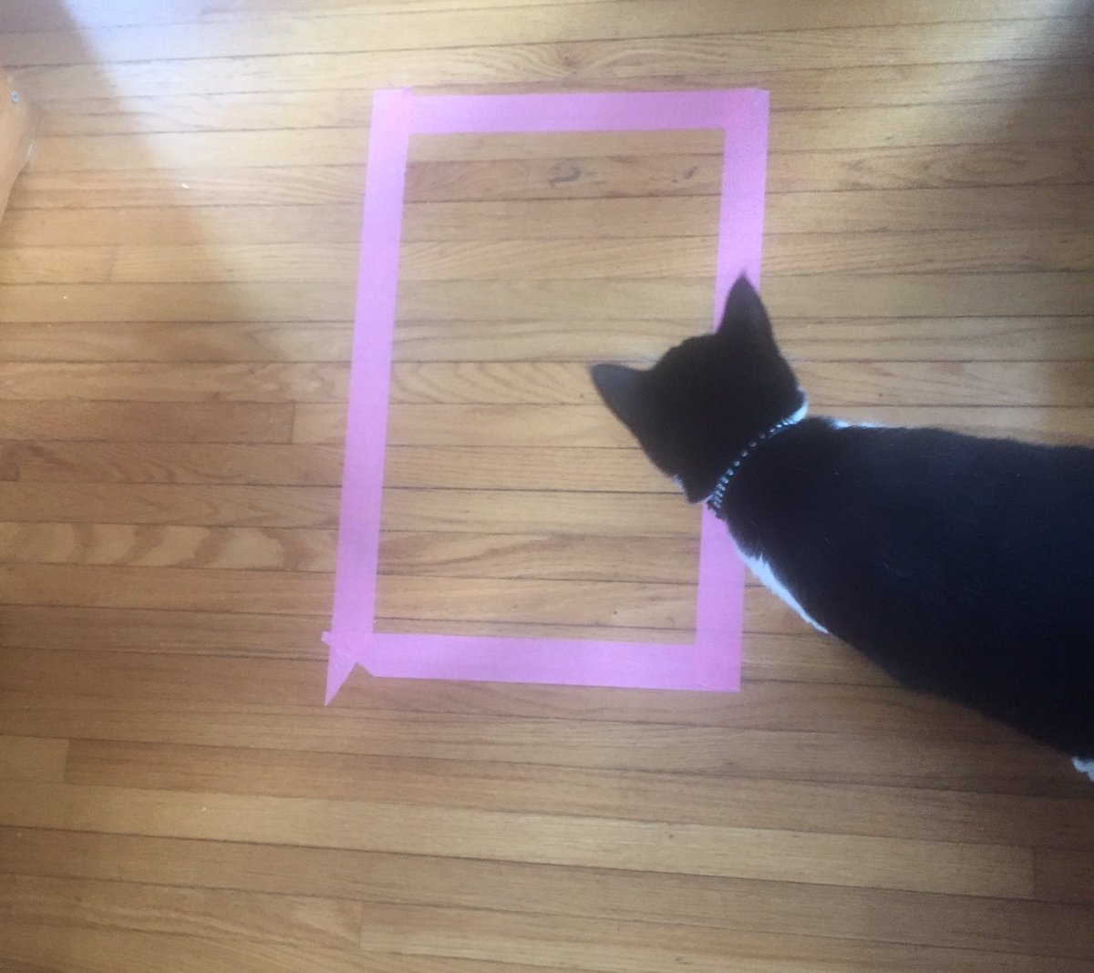 圖片來源:prograpslady/twitter