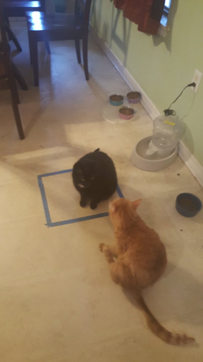 圖片來源:prograpslady/twitter