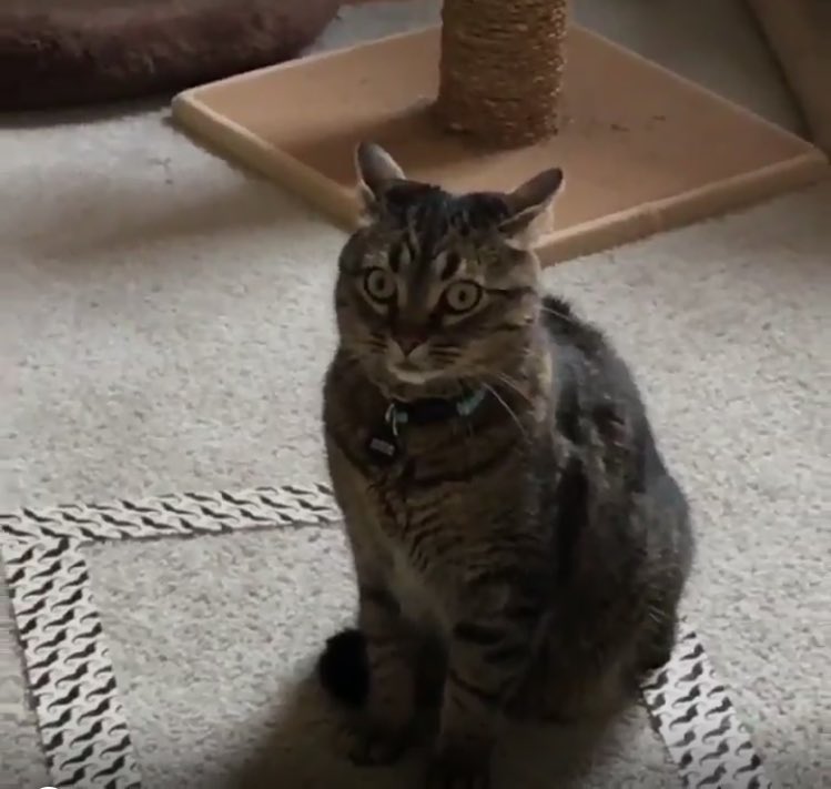 圖片來源:prograpslady/twitter