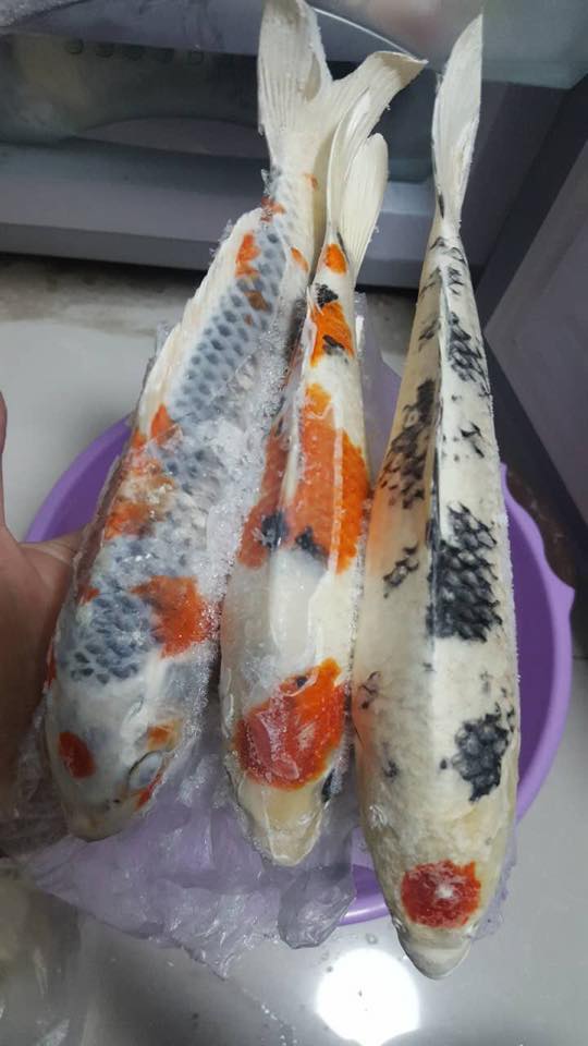 圖片來源:謝東良