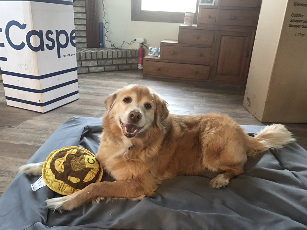 圖片來源：paetonmathes／twitter