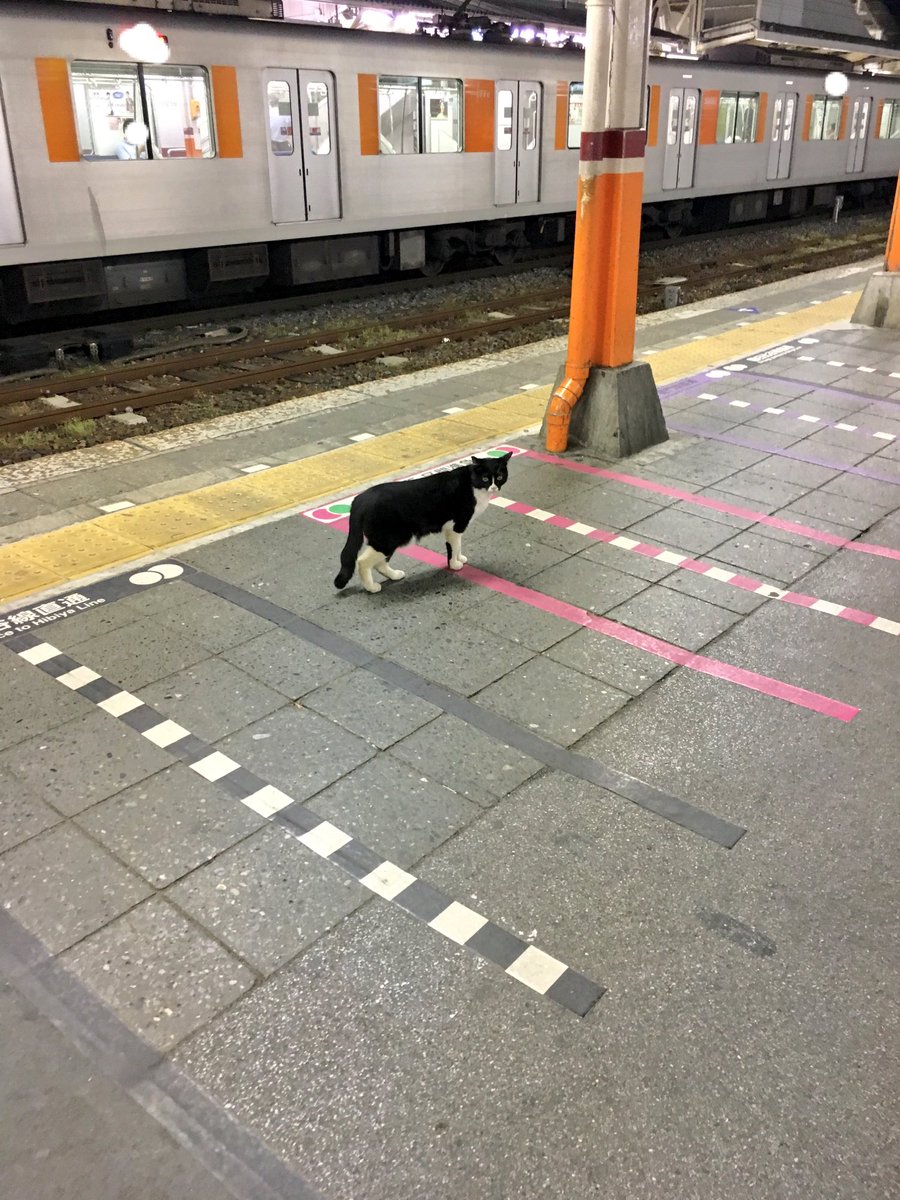 圖片來源： levizo／twitter