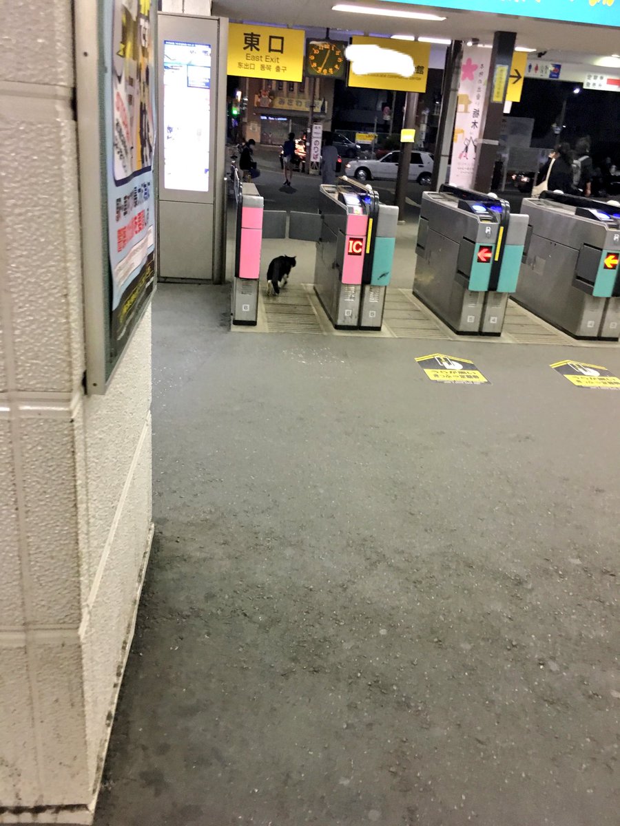 圖片來源： levizo／twitter