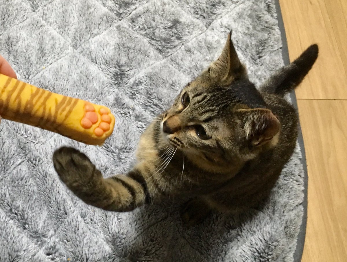 圖片來源:shizumeka/twitter