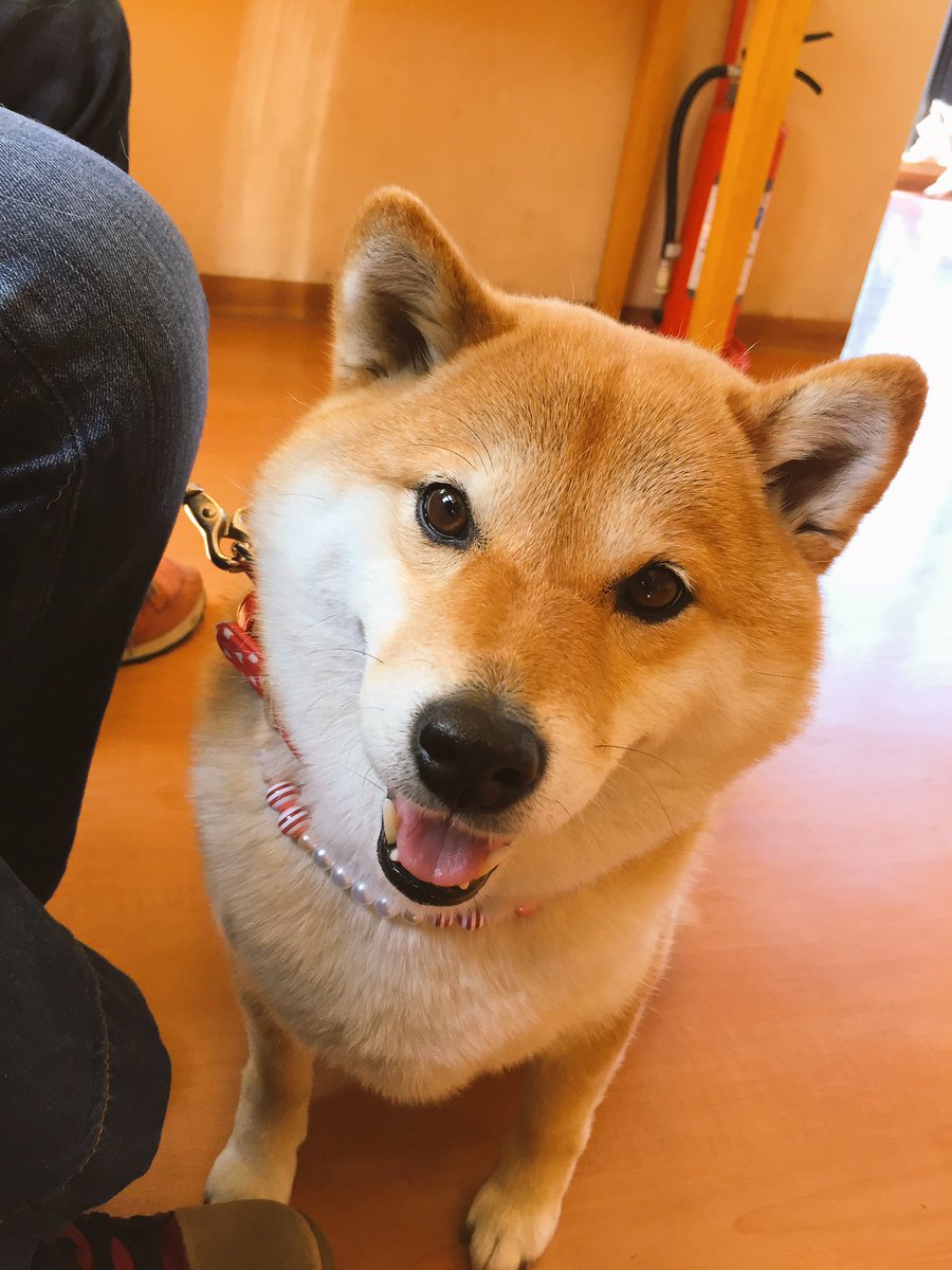 圖片來源：87shiba87／twitter