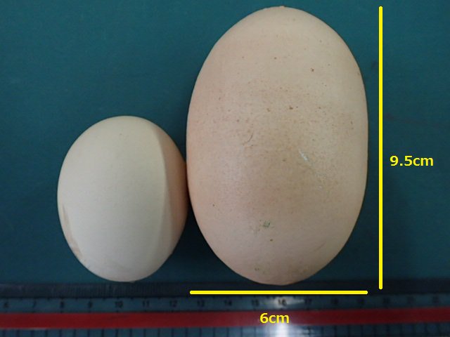 圖片來源：Nouji_center／twitter