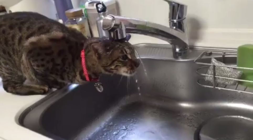 圖片來源: hornetpoison/twitter