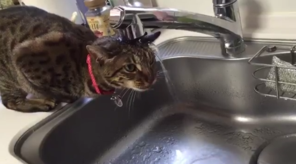 圖片來源: hornetpoison/twitter