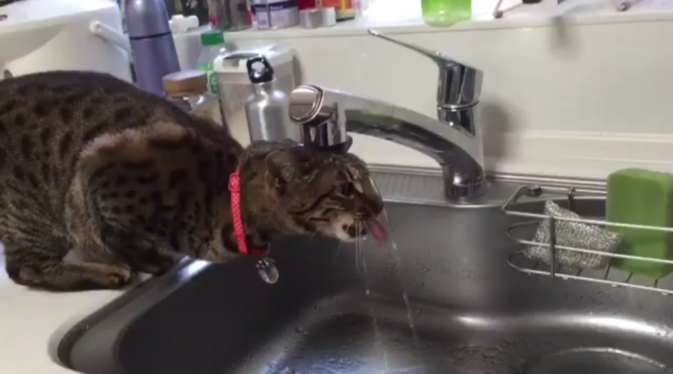 圖片來源: hornetpoison/twitter