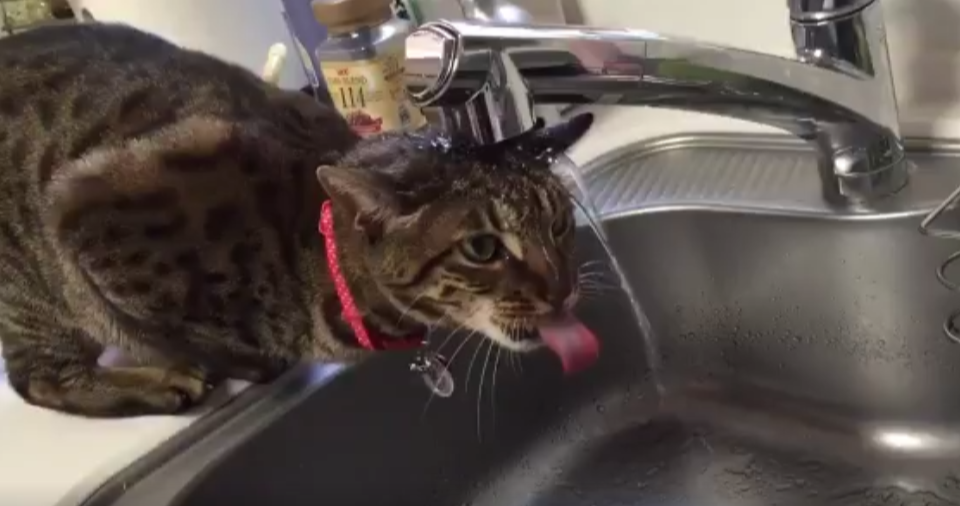 圖片來源: hornetpoison/twitter