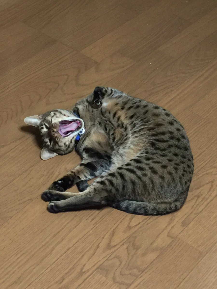 圖片來源: hornetpoison/twitter