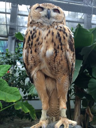 圖片來源:sds_north/twitter