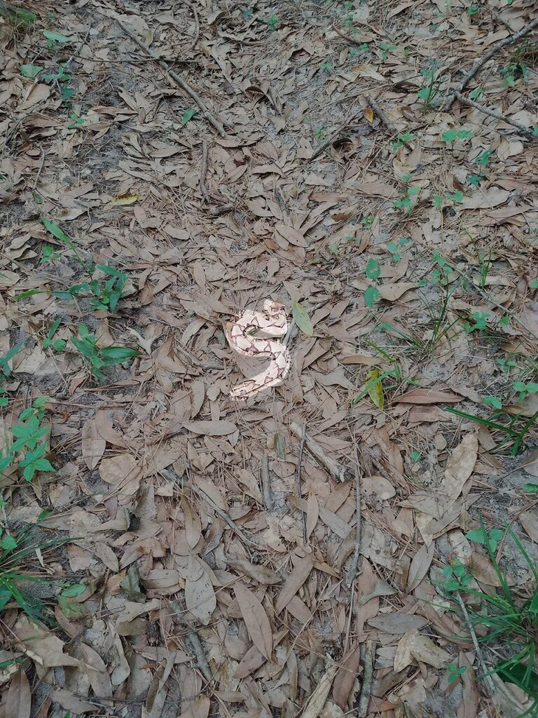 原圖來源：SssnakeySci／twitter