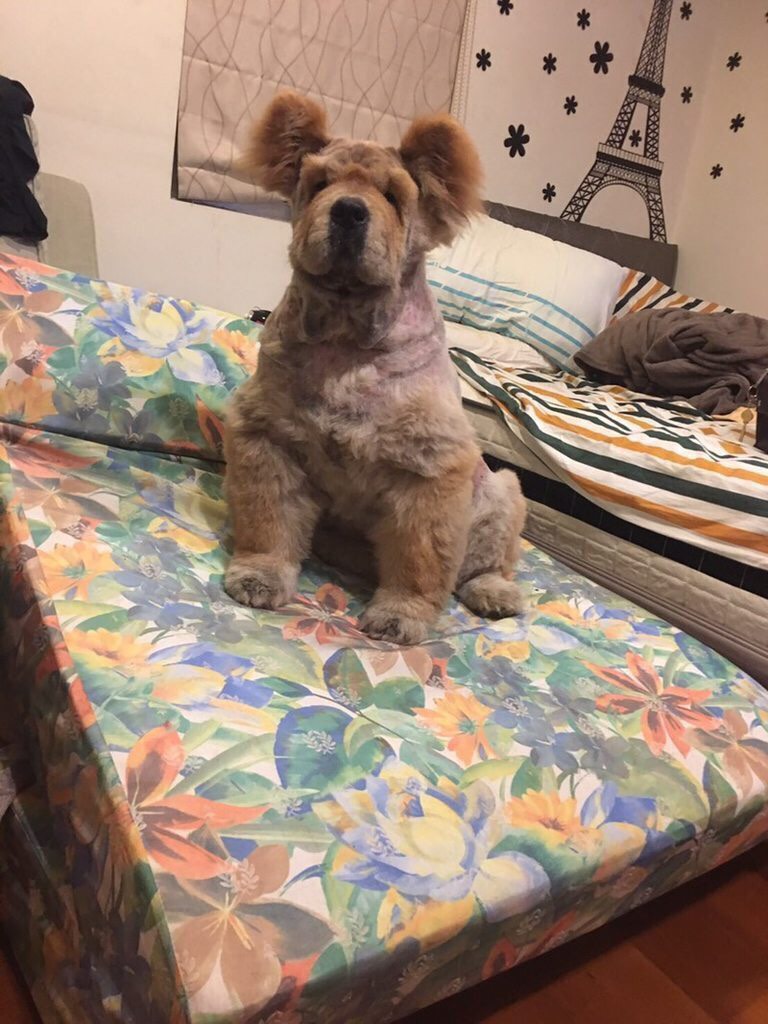 圖片來源：dcard