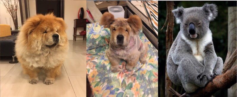 圖片來源：dcard