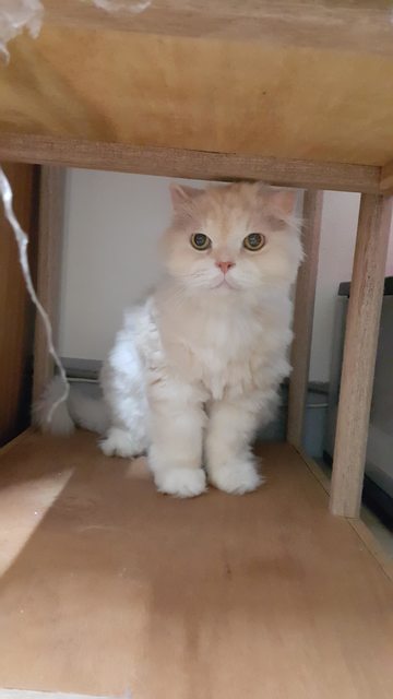 圖片來源： kandf10373／ptt