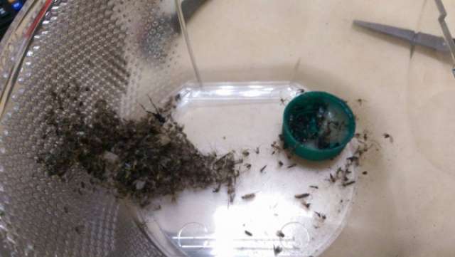 圖片來源：COSTCO好市多消費經驗分享區