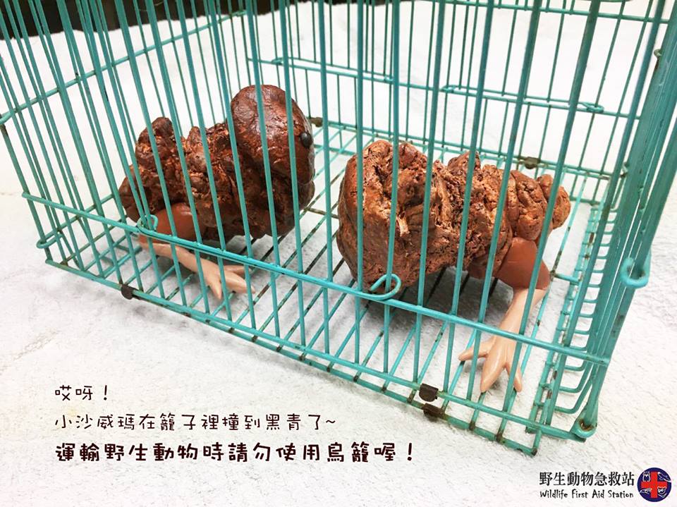 圖片來源：野生動物急救站／Facebook
