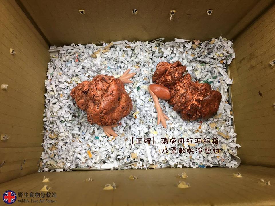 圖片來源：野生動物急救站／Facebook