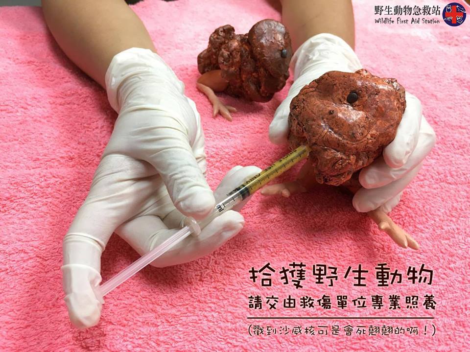 圖片來源：野生動物急救站／Facebook