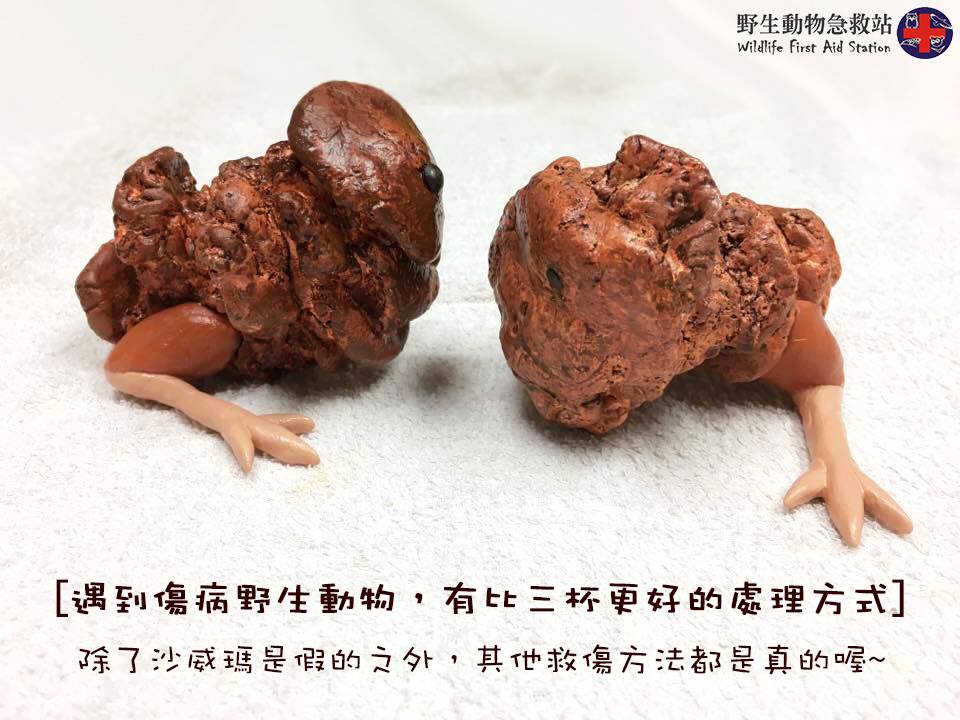 圖片來源：野生動物急救站／Facebook