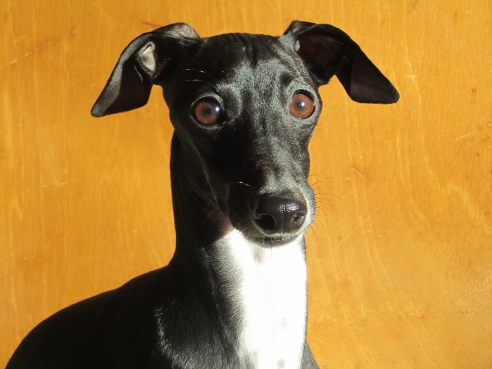 圖片來源：the Dodo