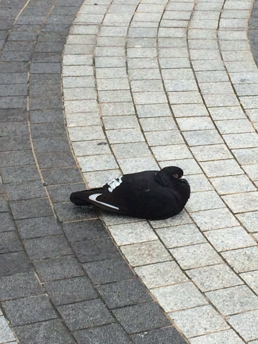 圖片來源：Tom_0816／twitter