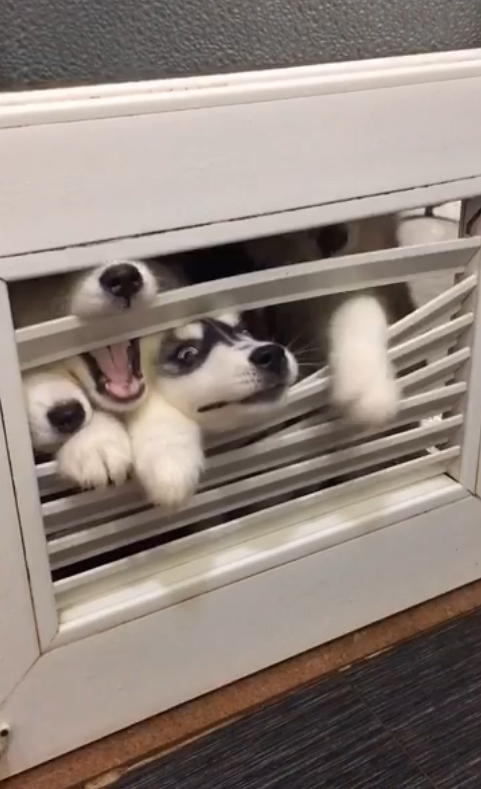 圖片來源:大鍋只是喝醉耶/秒拍