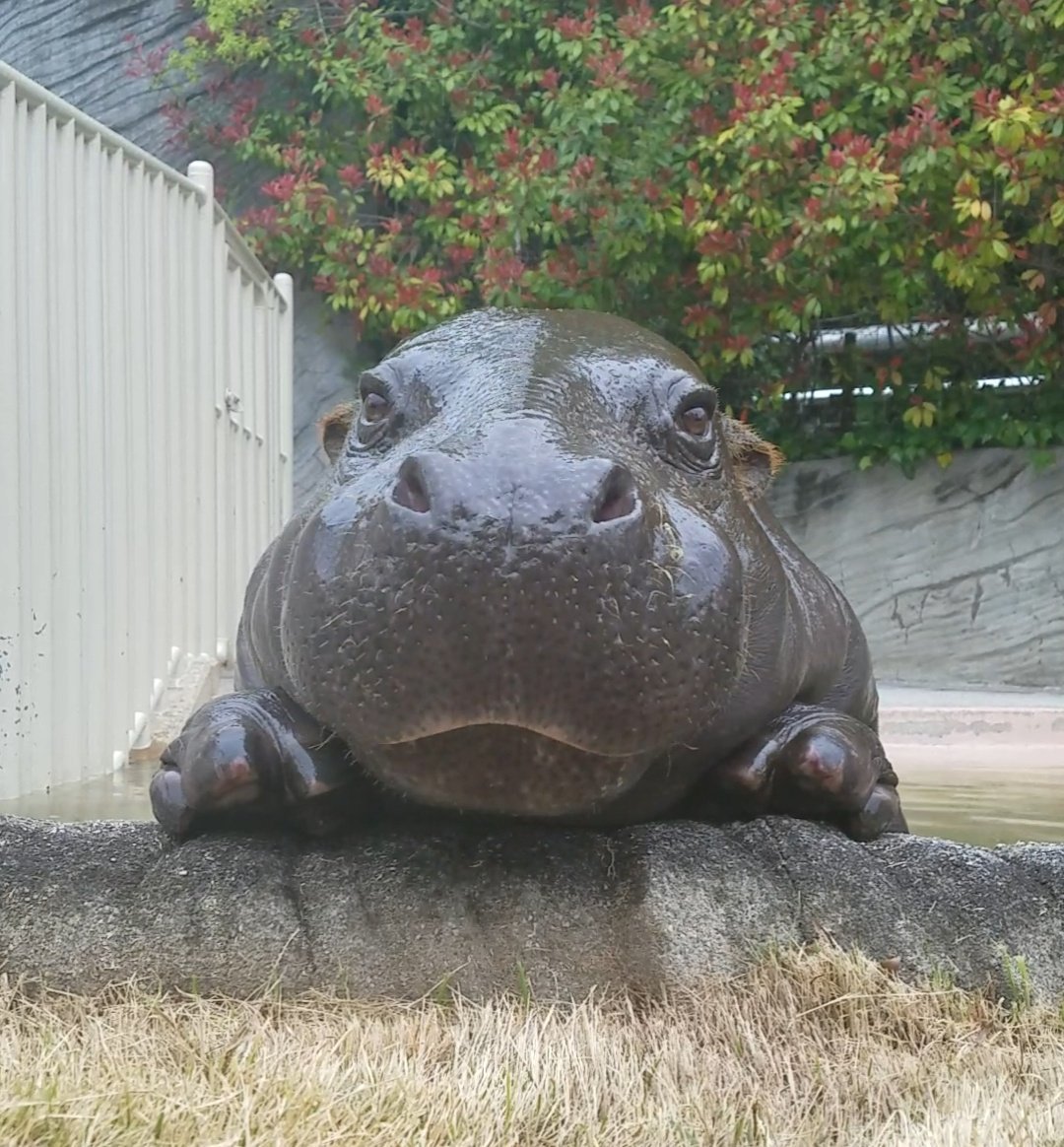 圖片來源：tomotomotomomo／twitter