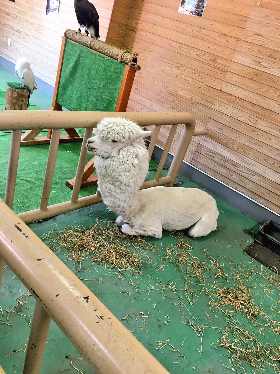 圖片來源: emirio110/twitter