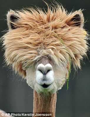 圖片來源:Dailymail