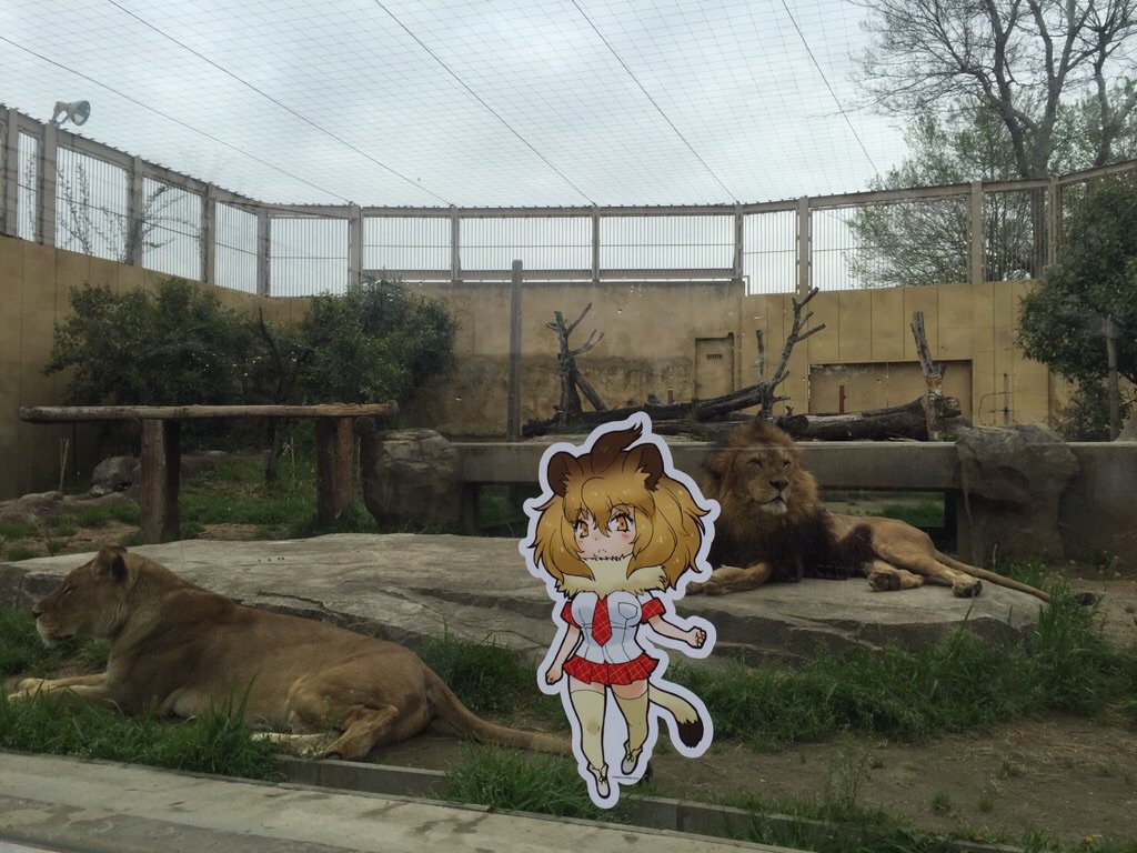 圖片來源：tobuzoo7／twitter