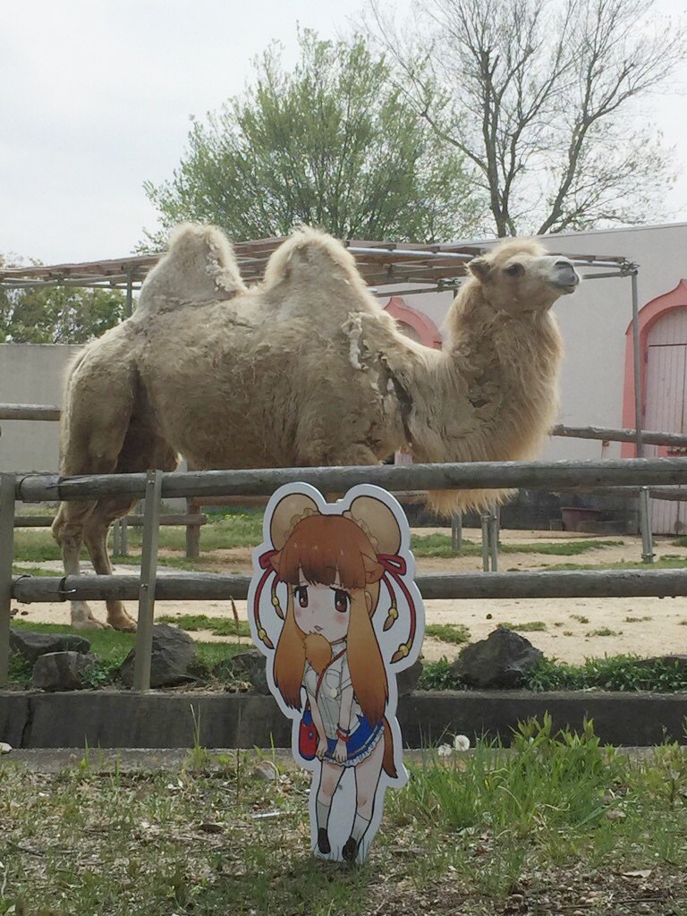 圖片來源：tobuzoo7／twitter