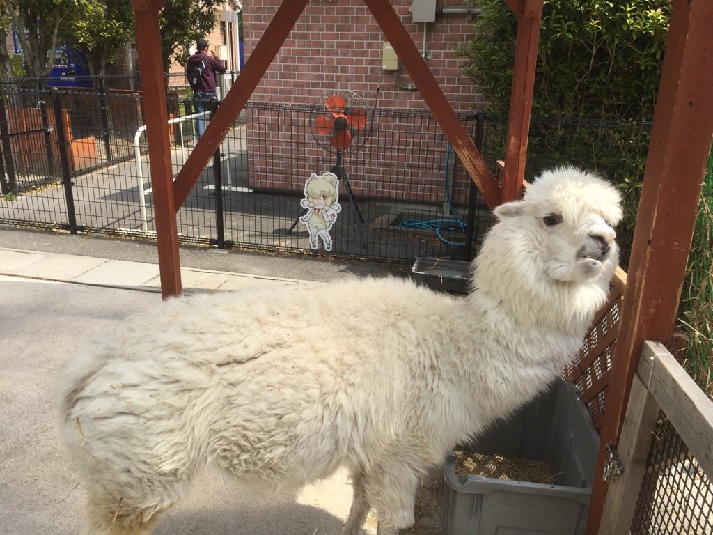 圖片來源：tobuzoo7／twitter