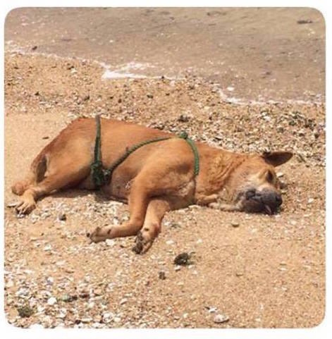 圖片來源：Mark mak