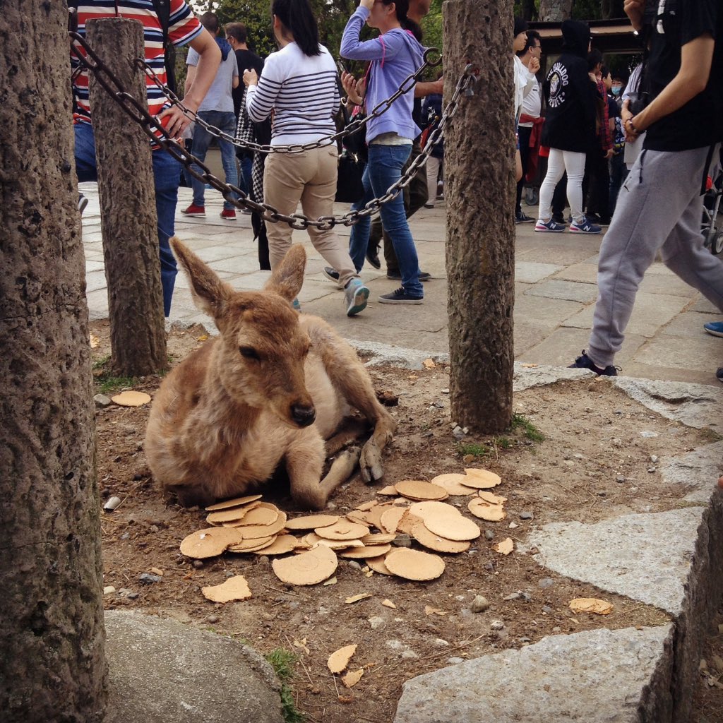 圖片來源:nnagissa/twitter