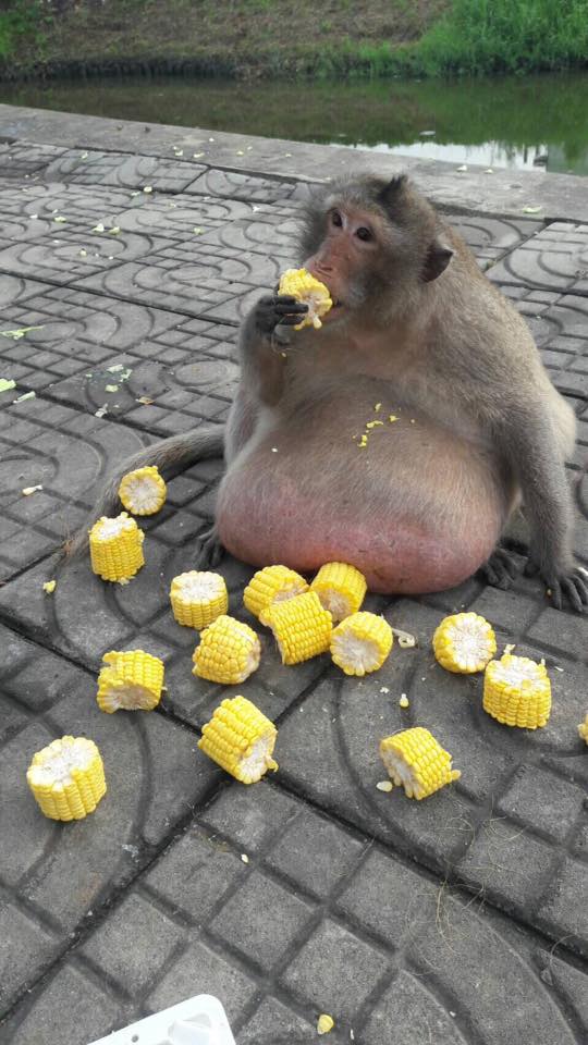 圖片來源:คนรักลิงหัวใจแกร่ง/Facebook