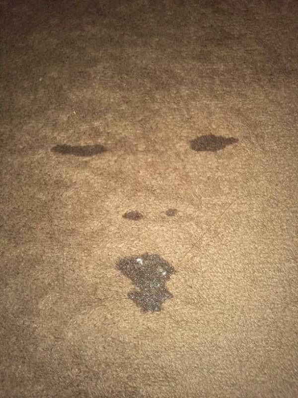 圖片來源： yukaripple／twitter 