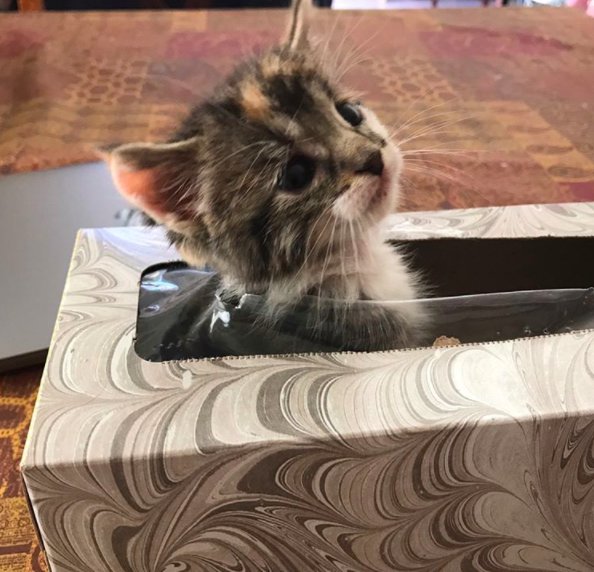 圖片來源:the Dodo