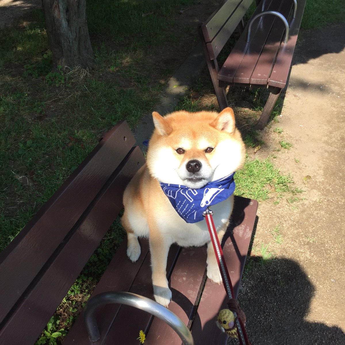 圖片來源:87shiba87/twitter