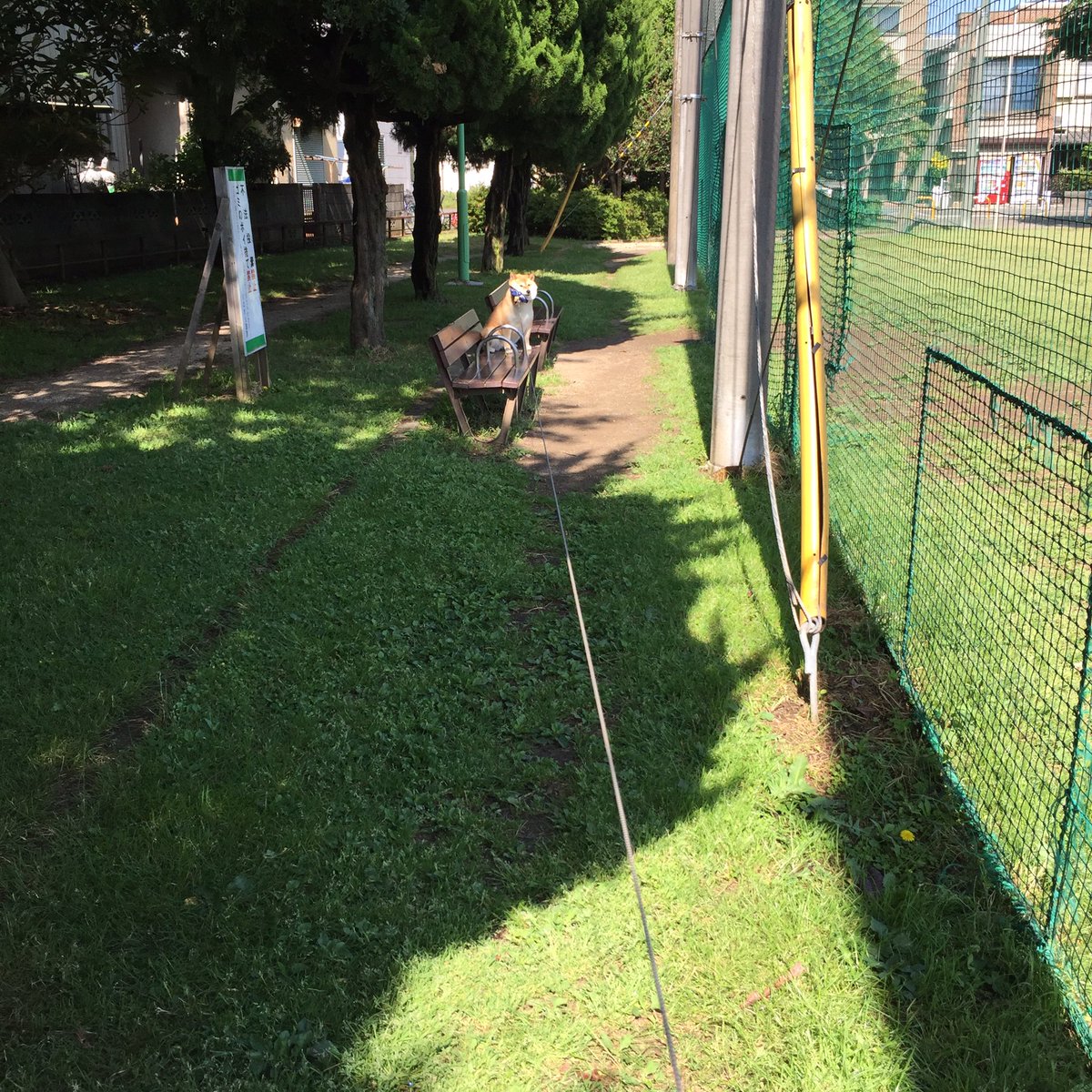 圖片來源:87shiba87/twitter