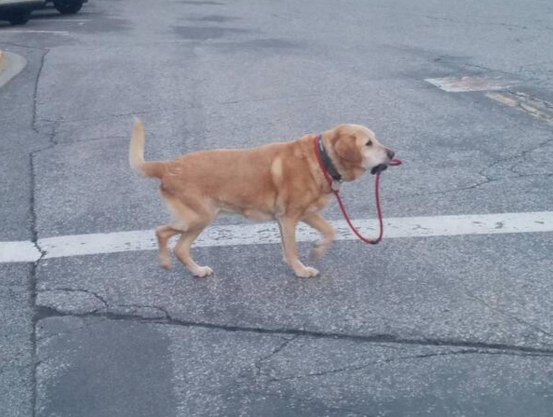 圖片來源:Tired_Nova/twitter